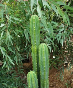 Trichocereus pachanoi (PC) – San Pedro Kaktus Stecklinge & getopfte Pflanzen