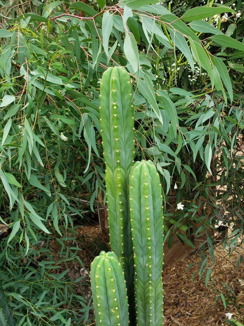 Trichocereus pachanoi (PC) – San Pedro Kaktus Stecklinge & getopfte Pflanzen