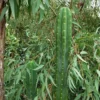 Trichocereus pachanoi (PC) – San Pedro Kaktus Stecklinge & getopfte Pflanzen