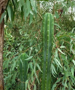Trichocereus pachanoi (PC) – San Pedro Kaktus Stecklinge & getopfte Pflanzen
