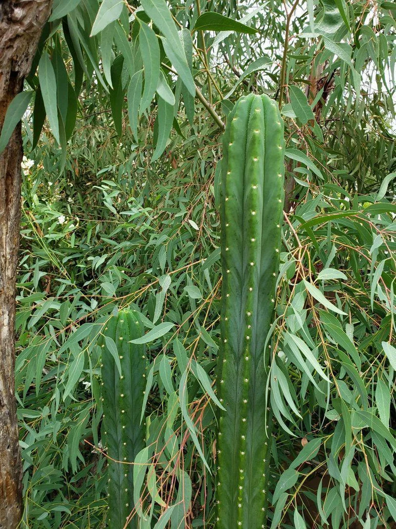 Trichocereus pachanoi (PC) – San Pedro Kaktus Stecklinge & getopfte Pflanzen